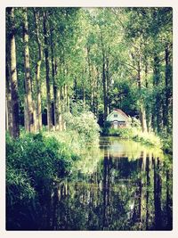 Scenic view of trees by river