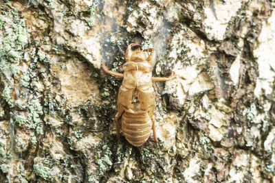 Close-up of statue against tree trunk