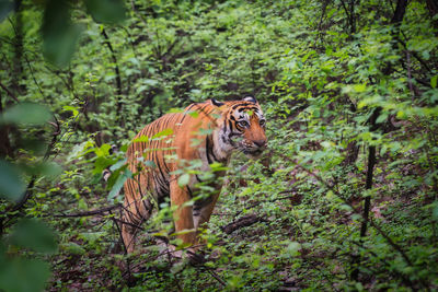 View of a male tiger in ranthambhore national park