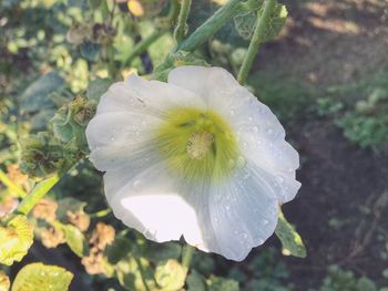 Close-up of wet white flower blooming outdoors