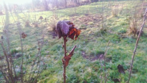 Plant growing on field