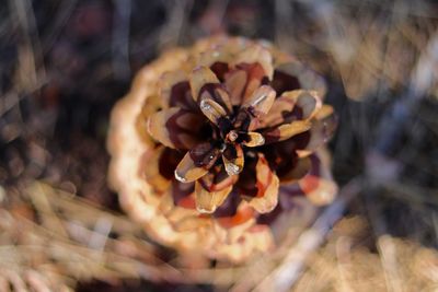 High angle view of orange flowering plant