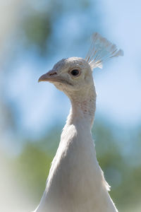 Close-up portrait of a peacock 