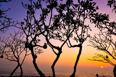 Silhouette bare tree by sea against sky during sunset