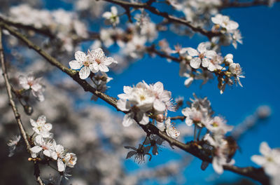 Close-up of cherry blossom