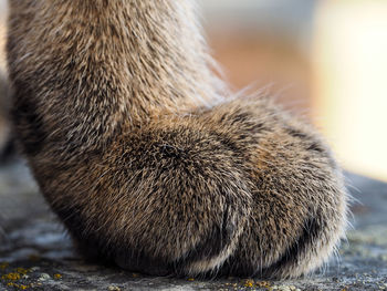 Close-up of brown cat paw on field