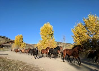 Horses in a farm