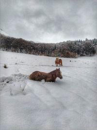 View of a horse on snowy field against sky