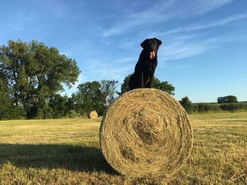 Hay bales on field against sky