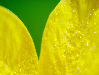 Close-up of lemon slice in water