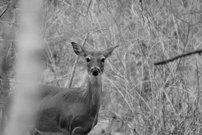 Deer in black and white