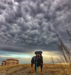 Dog on field against storm clouds