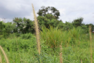 Close-up of plant on field against sky