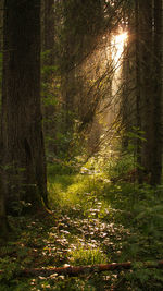 Trees growing in forest