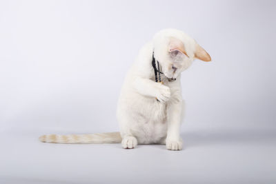 Dog looking away while sitting against white background