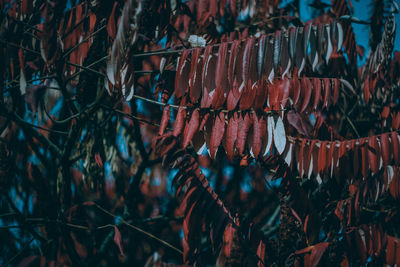 Close-up of red berries on tree
