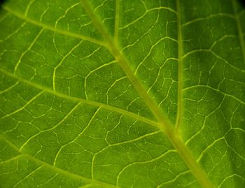 Macro shot of leaf