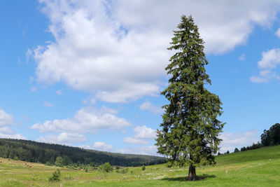 Pine trees on field against sky