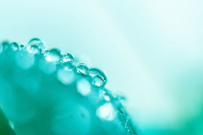 Close-up of water drops against blue background