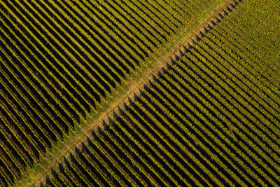 Aerial view of vineyard