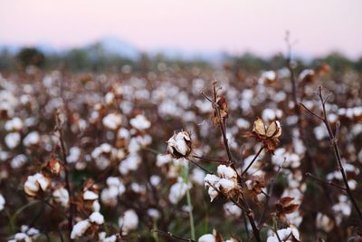 Close-up of white flowers blooming on field