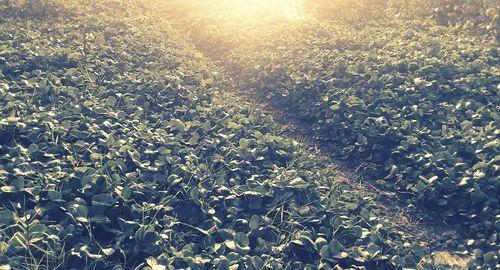 View of trees at seaside