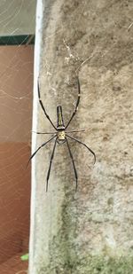 Close-up of spider on web against wall