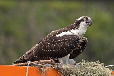 Close-up of a bird