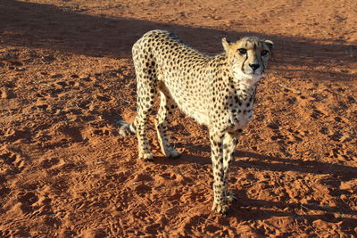 Portrait of cheetah on field