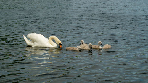 Large white mute swan swans young and cygnets in bevy group low level close up