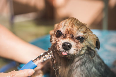 Close-up portrait of puppy