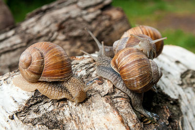 Close-up of snail