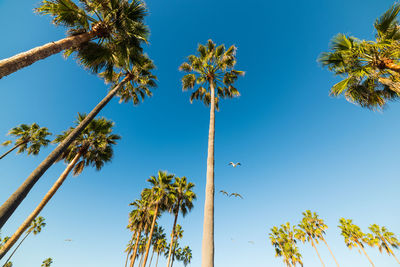 Low angle view of coconut palm trees against blue sky