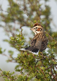 Low angle view of bird perching on branch