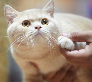 Close-up of cat held by pet owner