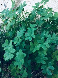 Close-up of green leaves