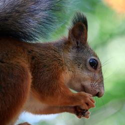 Close-up of squirrel