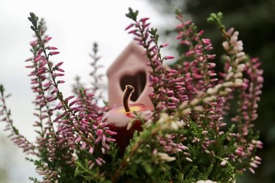 Close-up of flowers against blurred background