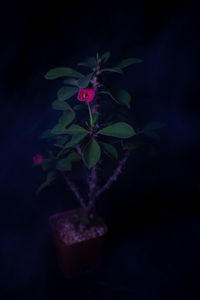 Close-up of pink flowering plant