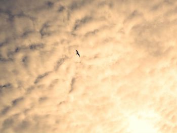 Low angle view of eagle flying against sky