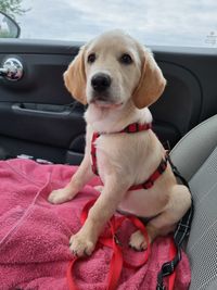 Dog sitting in car