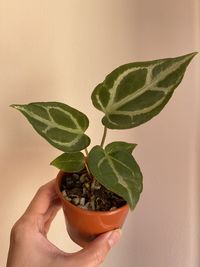 Close-up of hand holding leaves