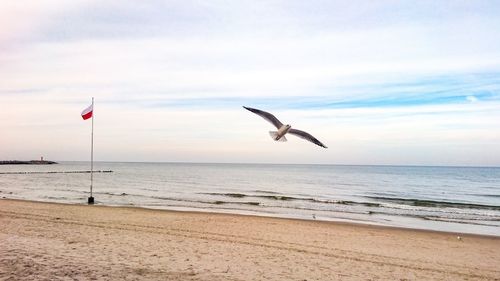 Seagull flying over beach