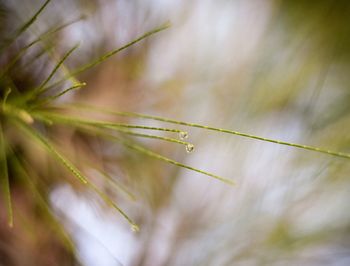 Close-up of water drops on blade of grass