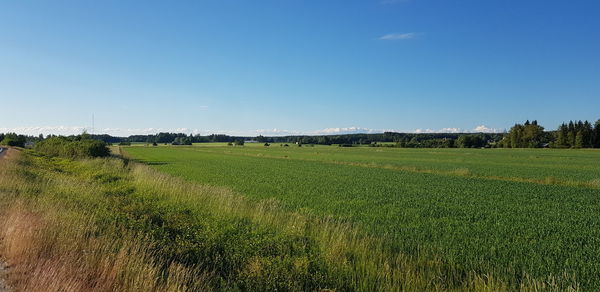 Scenic view of field against clear sky