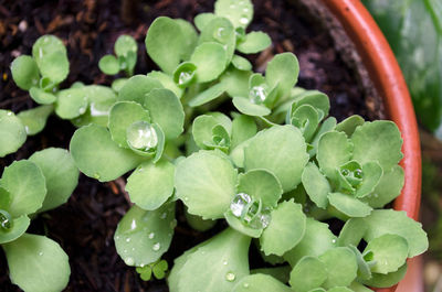 Close-up of water drops on plant