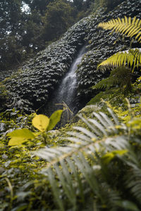 Scenic view of waterfall in forest