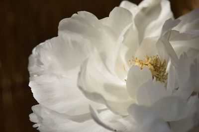 Close-up of white flowers