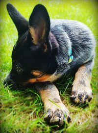 Close-up of dog on field