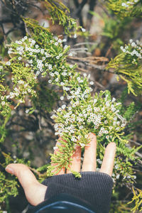 Cropped hand of person holding plant